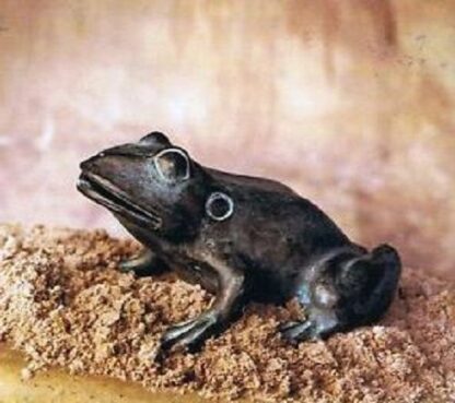 Bronzefigur Froschfigur aus Bronze wasserspeiend*