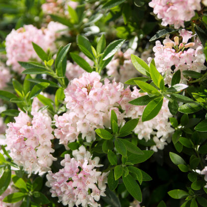 Buchsbaum-Ersatz 'Bloombux Kugel®', rosa*