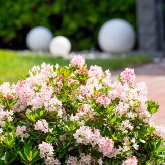 Buchsbaum-Ersatz 'Bloombux®' Busch in Set-Kombinationen, 3 Pflanzen, rosa*
