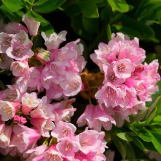 Buchsbaum-Ersatz 'Bloombux®' Busch, magenta*