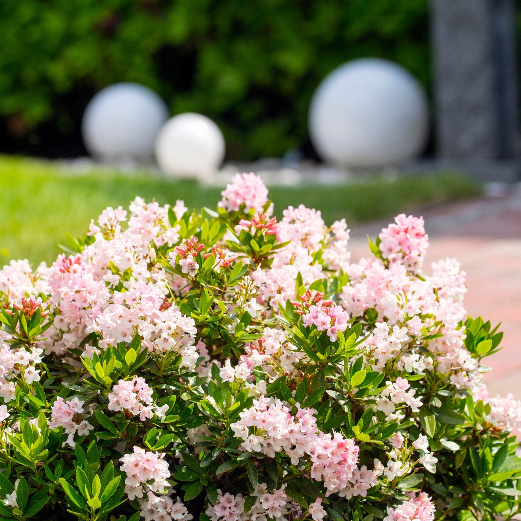 Buchsbaum-Ersatz 'Bloombux®' Busch, rosa*