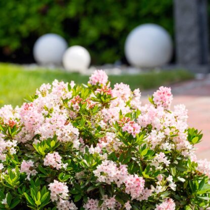 Buchsbaum-Ersatz 'Bloombux®' Busch, rosa*