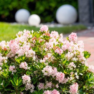Buchsbaum-Ersatz 'Bloombux®' Kugel, rosa*