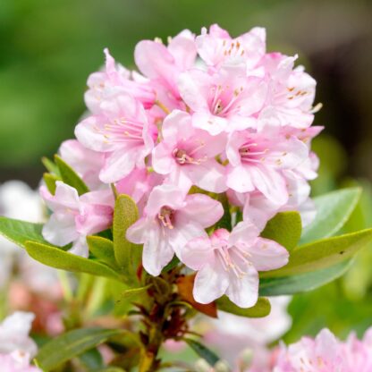 Buchsbaum-Ersatz 'Nugget by Bloombux®', 10er Set, 10 Pflanzen, rosa*