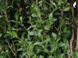 Buchsbaum 'Graham Blandy', 30-40 cm, Buxus sempervirens 'Graham Blandy', Containerware*