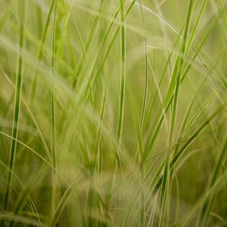 Buntblättrigen Garten-Segge 'Variegata', braun*
