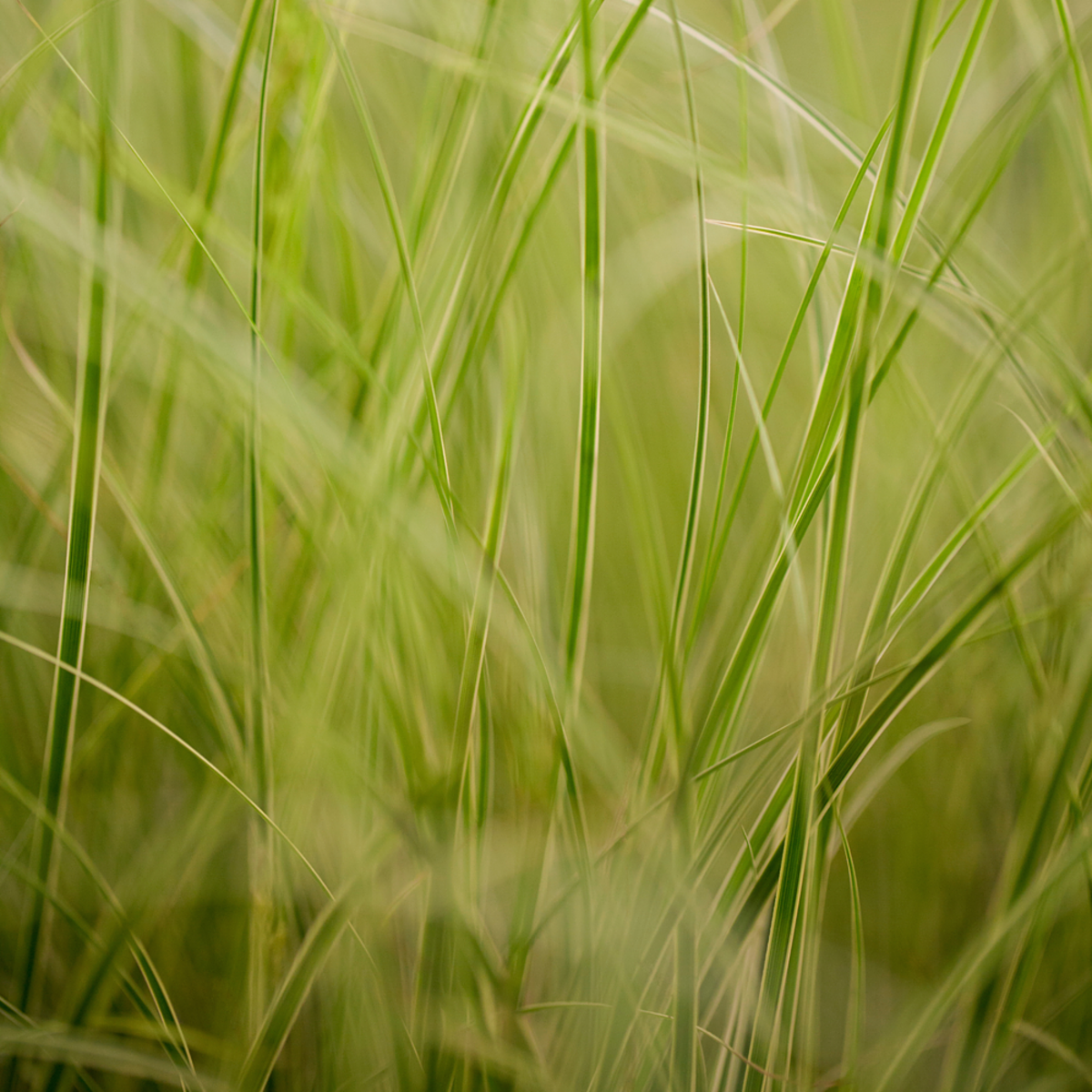 Buntblättrigen Garten-Segge 'Variegata', braun*