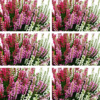 Buntes Besenheide-Set 'Trio Gardengirls®', 6 Pflanzen, 6 Pflanzen, bunt*