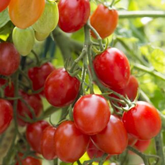 Buschtomate 'Romello'*