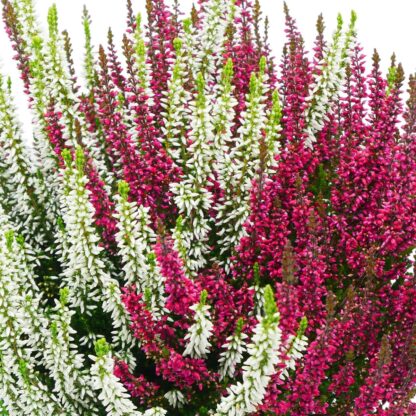 Calluna 'Twin Gardengirls®', rot,weiß*