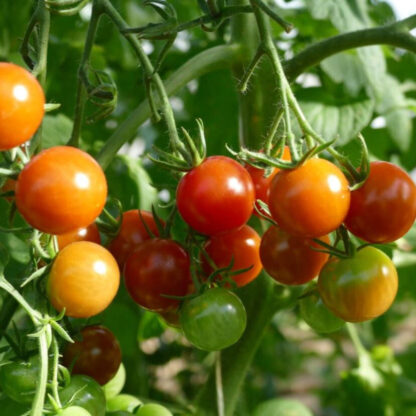 Cherrytomate 'Pepe', F1, veredelt*