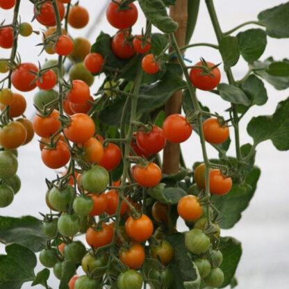 Cherrytomate 'Sungold'*