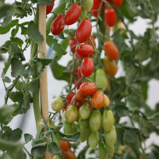 Cherrytomate 'Trilly', F1, veredelt*