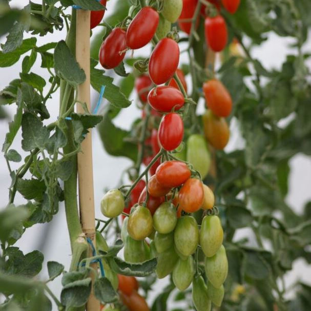 Cherrytomate 'Trilly', F1, veredelt*