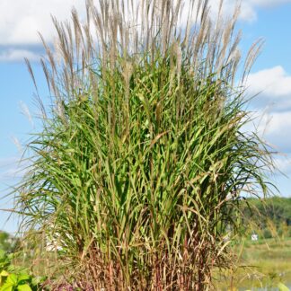 Chinaschilf 'Purpurascens', grün*