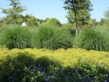 Chinaschilf 'Yaku Jima', Miscanthus sinensis 'Yaku Jima', Containerware* – Bild 2