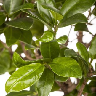 Chinesische Feige 'Ginseng'*