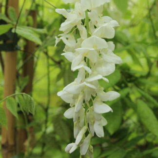 Chinesischer Blauregen 'Alba', weiß*