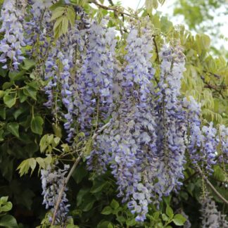 Chinesischer Blauregen, blau*