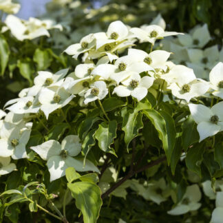 Chinesischer Blumen-Hartriegel 'Milky Way' Lieferform: Im 5 Liter Topf*
