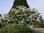 Chinesischer Blumen-Hartriegel 'Teutonia', 30-40 cm, Cornus kousa var. chinensis 'Teutonia', Containerware*