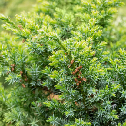 Chinesischer Wacholder 'Blue Alps'*