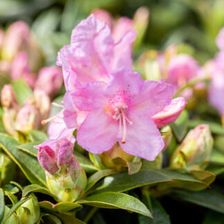 Chinesischer Zwergrhododendron 'Robert Seleger' Liefergröße: 25 - 30 cm*
