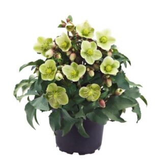 Christrose 'HGC® Monte Christo', weiß*