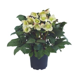 Christrose 'HGC® Snow Dance', weiß*