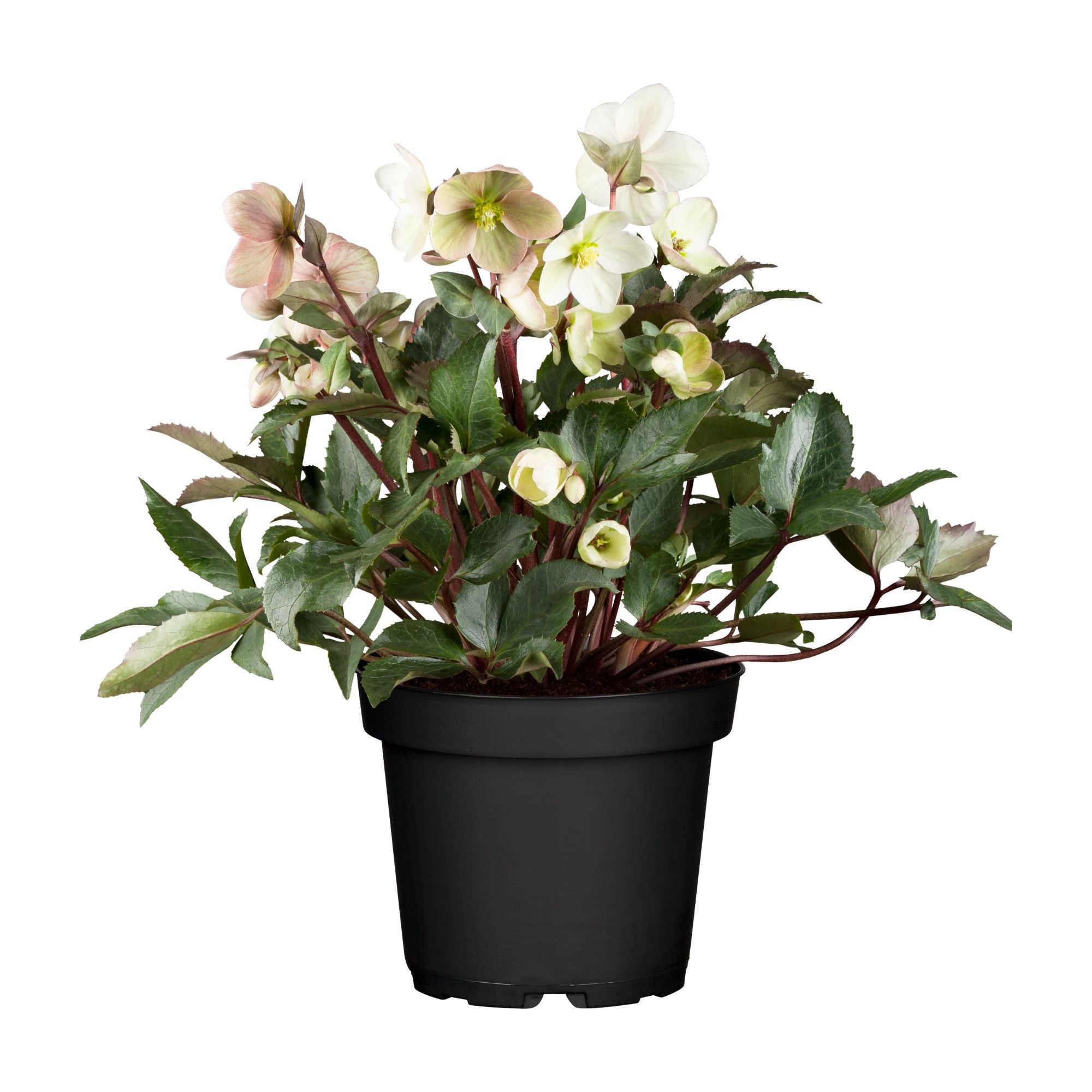 Christrose 'HGC®-Sorten', weiß*