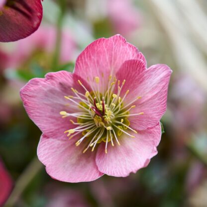 Christrose 'Strawberry Moon', lila, rosa, weiß*