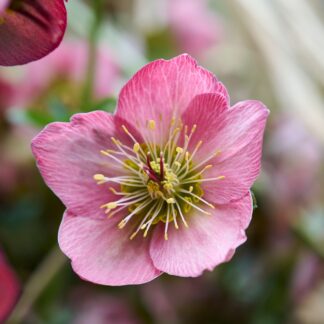 Christrose 'Strawberry Moon', rosa*