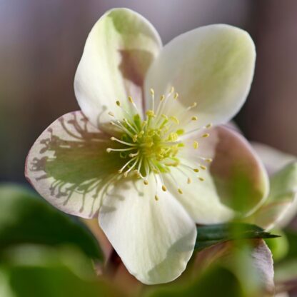 Christrose 'ViV Valeria', weiß*