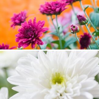 Chrysanthemen-Mix "Ein Traum in Violett & Weiß", 6 Pflanzen, bunt*