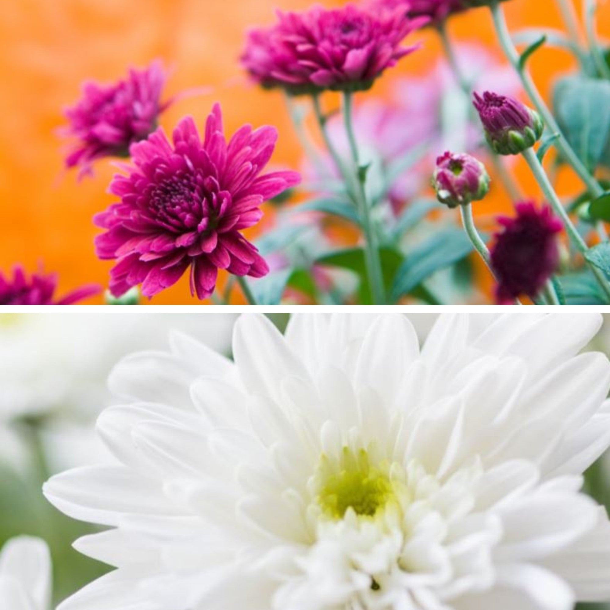 Chrysanthemen-Mix "Ein Traum in Violett & Weiß", 6 Pflanzen, bunt*
