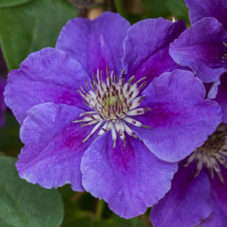 Clematis 'Ashva' Liefergröße: 60 - 100 cm*