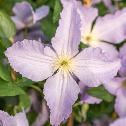 Clematis 'Aniol-Blue Angel', blau*