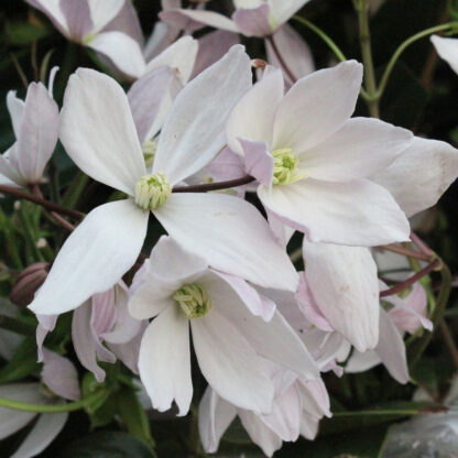 Clematis 'Apple Blossom', weiß*