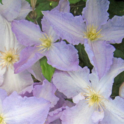 Clematis 'Blekitny Aniol-Blue Angel', blau*