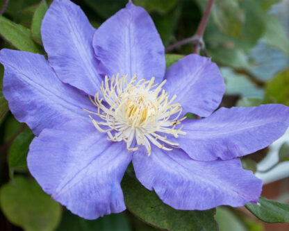 Clematis 'Diamantina®', violett*