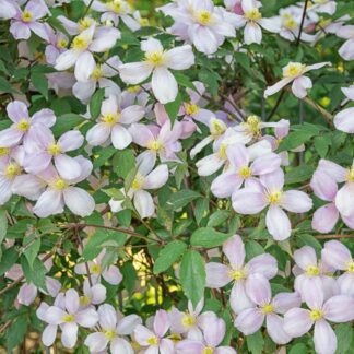 Clematis 'Fragant Spring', violett*