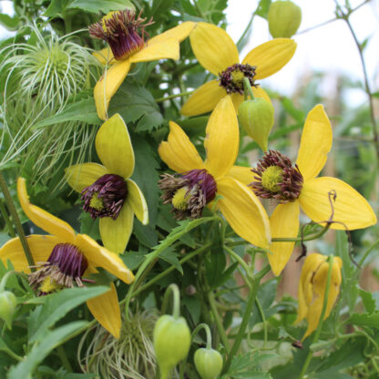 Clematis 'Golden Harvest', gelb*