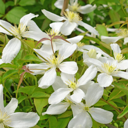 Clematis 'Grandiflora', weiß*