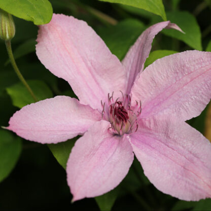 Clematis 'Hagley Hybrid', rosa*