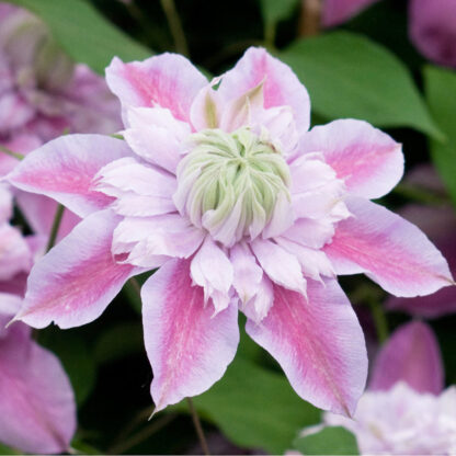 Clematis 'Josephine®'*