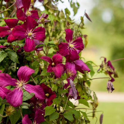 Clematis 'Madame Julia Correvon', rot*