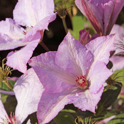 Clematis 'Margaret Hunt', violett*