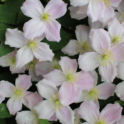 Clematis 'Mayleen', rosa*