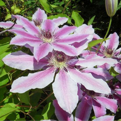 Clematis 'Nelly Moser', weiß*