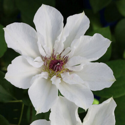 Clematis 'Ninon®'*